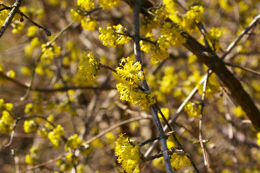 Cornus mas / Corniolo maschio